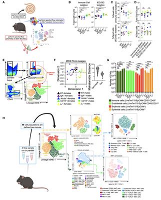 Studying the cellular basis of small bowel enteropathy using high-parameter flow cytometry in mouse models of primary antibody deficiency